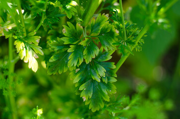 Background of parsley. Fresh organic parsley growing in the garden outdoors. Green background