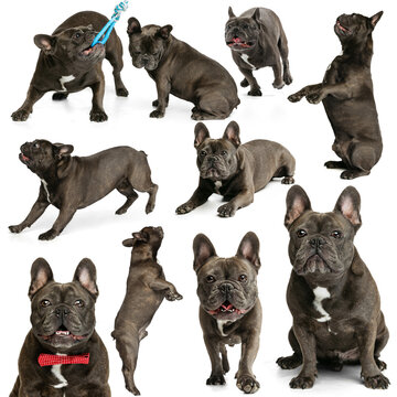 Set with images of cute purebred dog, black french bulldog isolated over white background. Concept of beauty, breed, pets, animal life.