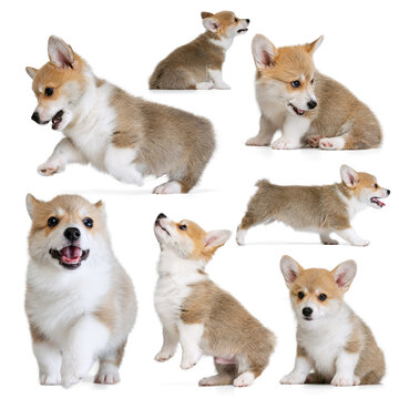 Set with images of cute purebred dog, nice corgi puppy isolated over white background. Concept of beauty, breed, pets, animal life.