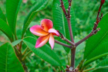 Red Frangipani Flowers With Leaves  Branches. Plumeria Rubra Flowers On Green Blur Background. 