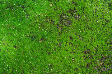 Moss surface on the ground Wet area.