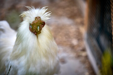 Weisser Zierhahn auf einem Bio-Bauernhof 