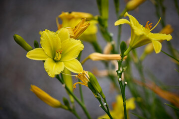 Schöne Lilie blüht im Sommer