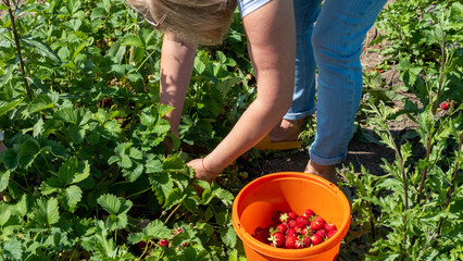 Fototapeta premium Juicy, fresh red ripe strawberries picked in an orange bucket. A woman picks berries in summer in July.