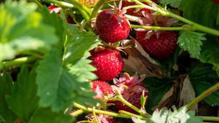 New harvest of sweet fresh outdoor red strawberry, growing outside in soil, rows with ripe tasty strawberries.
