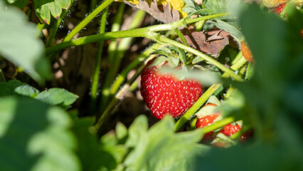 New harvest of sweet fresh outdoor red strawberry, growing outside in soil, rows with ripe tasty strawberries.