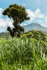 Rainforest on the island of St. Vincent and the Grenadines in Caribbean