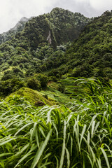 Rainforest on the island of St. Vincent and the Grenadines in Caribbean