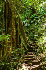 St. Vincent and the Grenadines