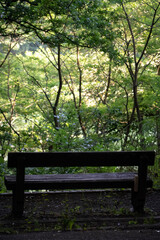 An empty park bench in woodland