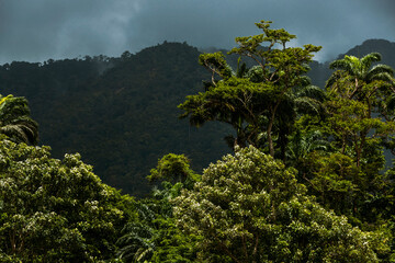 Fototapeta premium Rainforest on the island of St. Vincent and the Grenadines in Caribbean