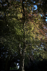 Obraz premium Tall trees in the woods of the West Midlands UK