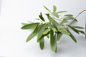 Fresh green olive leaves on white background