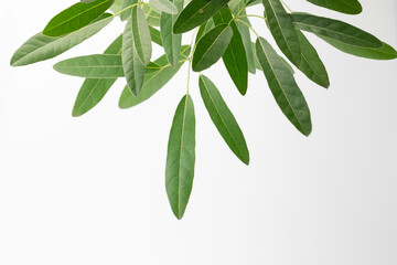 Fresh green olive leaves on white background
