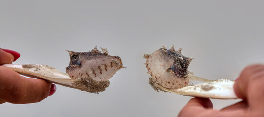 baby puffer fish