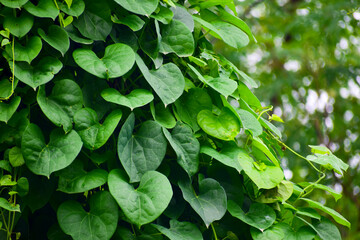 Tinospora cordifolia is a herbaceous vine of the family Menispermaceae indigenous to tropical...
