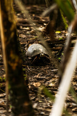 turtles in the jungle, suriname