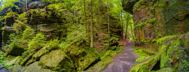Panoramic view over magical enchanted fairytale forest with moss, lichen and fern at the hiking trail Malerweg in the national park Saxon Switzerland near Dresden, Saxony, Germany.