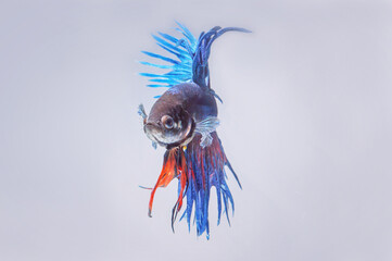 Beta fish 