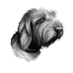 Griffon Fauve de Bretagne, Fawn Brittany Griffon dog digital art illustration isolated on white background. France origin scenthound dog. Pet hand drawn portrait. Graphic clip art design for web print