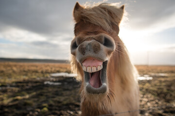 Crazy Icelandic horse smiling 