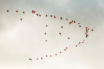 scarlet ibis birds in caroni swamps in trinidad and tobago