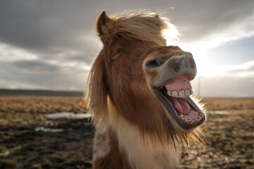 Crazy Icelandic horse smiling  © Alexander