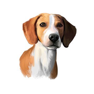 Hygenhund, Hygen Hound dog digital art illustration isolated on white background. Norwegian origin medium-sized scenthound dog. Pet hand drawn portrait. Graphic clip art design for web, print