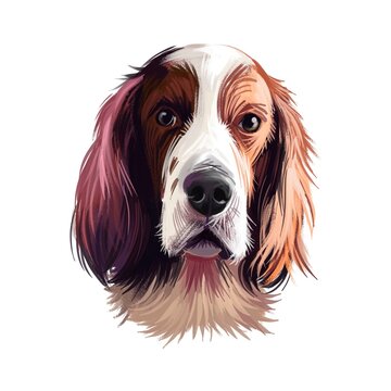 Irish Red and White Setter dog digital art illustration isolated on white background. Ireland origin sporting gundog hunting dog. Pet hand drawn portrait. Graphic clip art design for web, print
