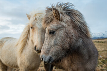 Portrait of an Icelandic horse