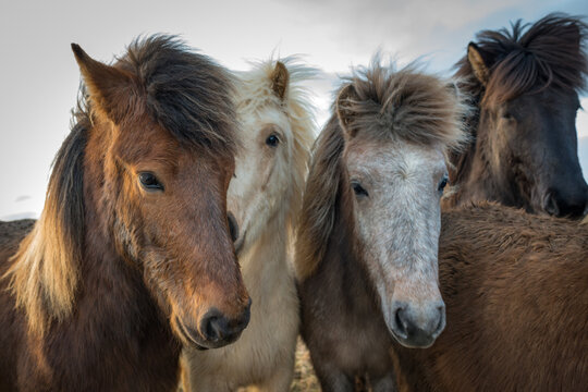 Portrait of beautiful Icelandic horses