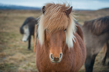 Portrait of an Icelandic horse