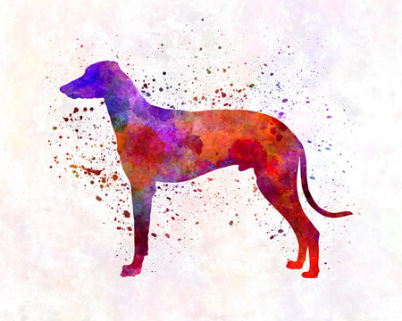 Hungarian Greyhound in watercolor