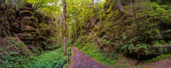 Panoramic view over magical enchanted fairytale forest with moss, lichen and fern at the hiking trail Malerweg in the national park Saxon Switzerland near Dresden, Saxony, Germany.