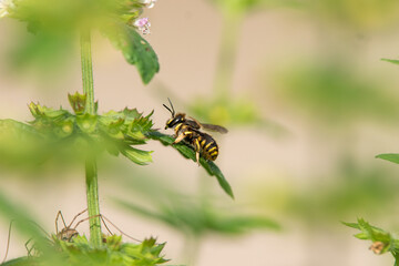 European woll carder bee sitting on a plant