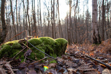 autumn forest in the morning