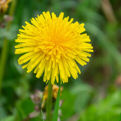 the flower of a simple yellow dandelion