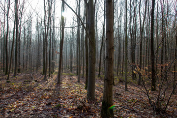 autumn forest in the morning