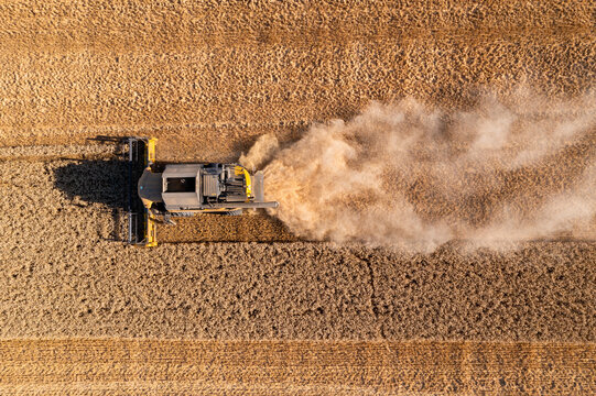 Une moissonneuse-batteuse en pleine moisson de bl&eacute; pendant l'&eacute;t&eacute;