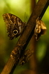 butterflies in the south america amazon rainforest in suriname - obrazy, fototapety, plakaty