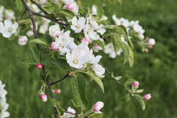 apple tree flowers