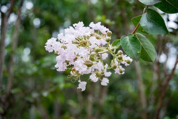 Natural photo: Colorful flower paintings. Time: June 20, 2022. Location: Hue City.  