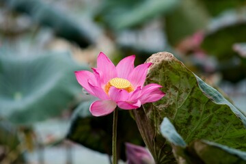 Nature photo: Lotus flowers. This is beautifull flowers. The author made a series of photos in An Dong lotus pond, and lotus pond near Hue citadel. Time: June 20, 2022. Location: Hue City.  