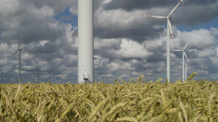 AGRICULTURE AND WIND FARM - Cereals on the farmland before harvest 
