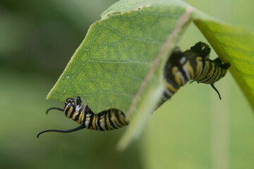 Monarch Butterfly Caterpillar eating a milkweed leaf 