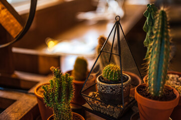お洒落なサボテン達