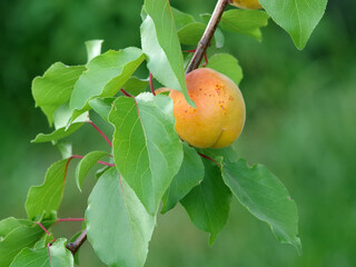 Ripe apricots on a branch