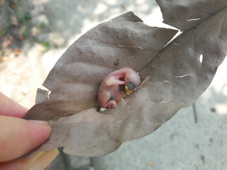 Newly hatched (Japanese white-eyed) baby. 3 cm in size. There are also egg shells on top. The newly hatched dead bird on the tree fell to the ground.
