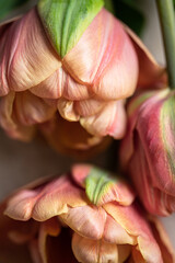 Tulips closeup petals