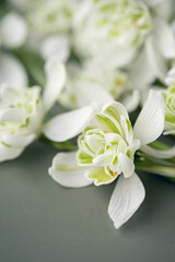 Fototapeta na wymiar Snowdrop flower 